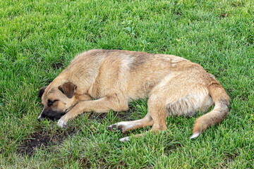 a huge beige stray dog lies on a green lawn and sleeps