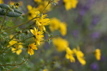 Blumen