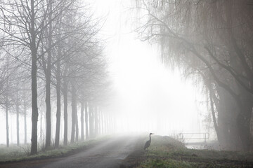 heron near country road on misty morning in holland