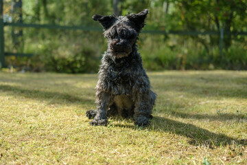 A serious shaggy schnauzer sits in the courtyard of a house and looks sternly at the camera, against a blurred background.