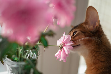 Little red somali breed kitten cat smelling a flower. Spring blossom and springtime mood