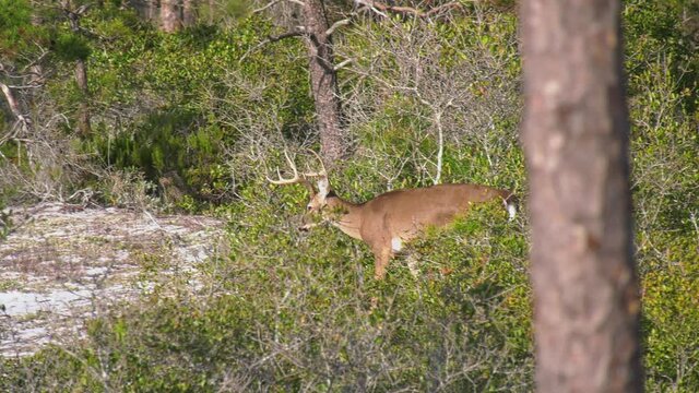 Whitetail antlered buck walking in beach dunes area of Florida