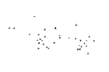 Flocks of flying pigeons isolated on white background. Clipping path.