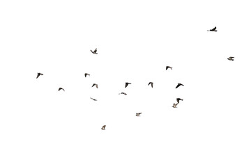 Flocks of flying pigeons isolated on white background. Clipping path.