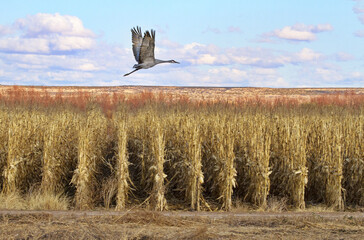 Lone sandhill crane flies over geometric lines of dried corn stalks in agricultural farming field in New Mexico © F&J McGinn