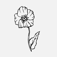Poppy flower sketch. Simple summer doodle of a plant. Vector freehand line illustration