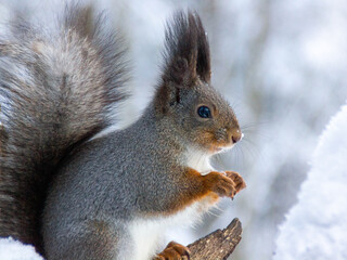 Naklejka na ściany i meble squirrel in the park with nose in snow