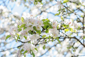 White and pink apple tree blossoms on the tree branch on bright background on sunny day in springtime, nature concept, narrow DOF, focus to blossoms in front