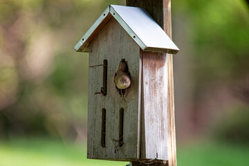 momma wren peeks out of her nest after feeding her babbies