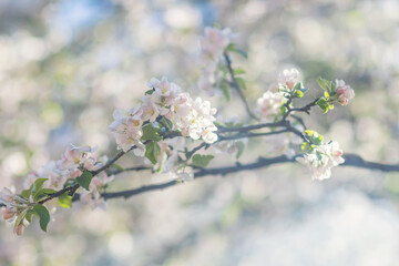 Floral background in pastel colors- white and pink apple tree blossoms on the tree branch on sunny day in springtime, nature concept, narrow DOF, soft focus 