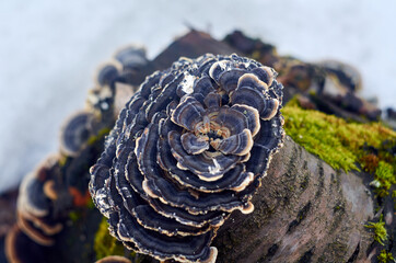 Fungus mushrooms on the top of stump