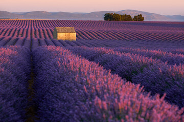 Plakat Lavender fields in Valensole Plateau at sunset in Summer. Alpes-de-Haute-Provence, France