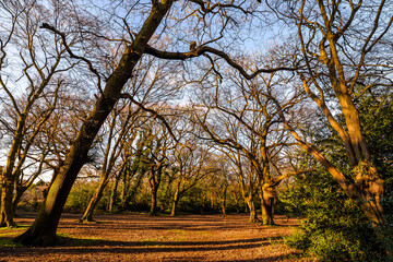 Epping Forest at Sunset