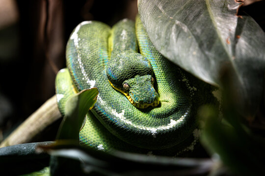 Python vert &agrave; Beauval