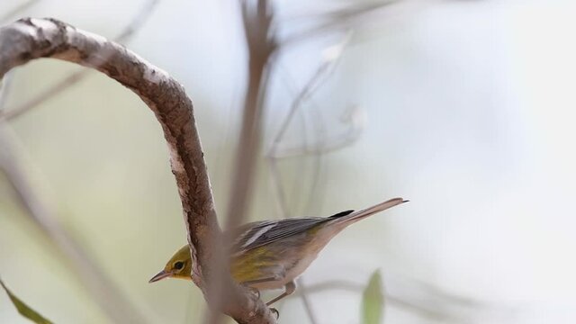 Pine warbler bird perched in a tree