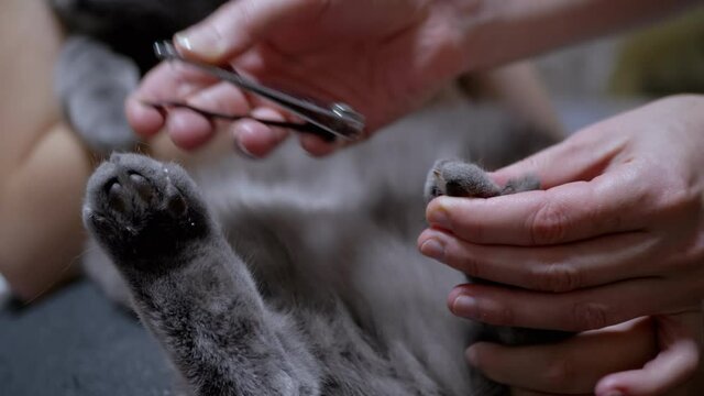 Woman Using Nippers Cuts Claws to Home British Cat. Claw Trimming. Grooming. 4K