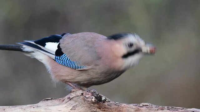 Eurasian jay Garrulus glandarius. Close up