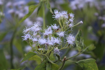 flowers in the garden