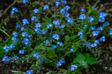 Brunner, the forget-me-not,beautiful blue spring flowers in the meadow, floral background of delicate blue flowers