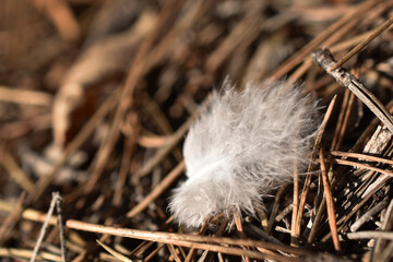 Zarte, weiße Daune Feder auf Waldboden als Hintergrund