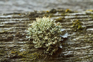 Moss on tree (Lichen hypogymnia physodes). Macro close up