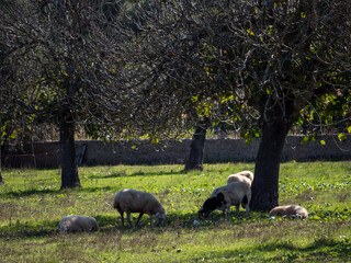 Fig trees with sheep in majorca, spain