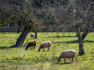Fig trees with sheep in majorca, spain
