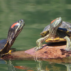 Turtles on Floating Palm Branch