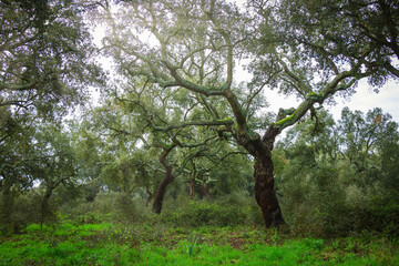 Beautiful cork oak forest in the natural reserve of Boquilobo, Portugal