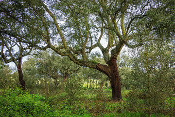 Beautiful cork oak forest in the natural reserve of Boquilobo, Portugal