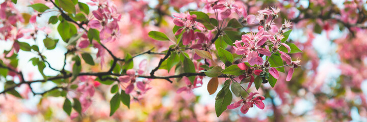 Bright blooming pink apple flowers with green leaves in soft focus on blurred background in spring sunny day. Wide banner format