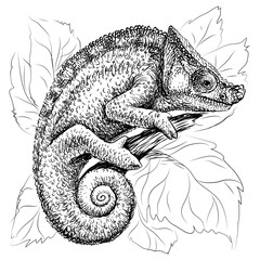 Chameleon.  A graphic, black-and-white portrait of a lizard on a white background in a sketch style. Digital vector graphics. 