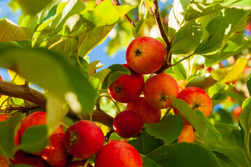 A rich harvest of apples. A branch with ripe apples.