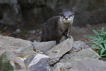 Asian small-clawed otter in the nature habitat. Otter in zoo during the lunch time. Wild scene with...