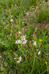 asphodel, flowers in the garden