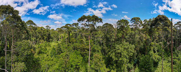 Treetops of dense tropical rainforest in the mangrove area of Klias, Sabah, Malaysia. Aerial...