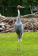Fototapeta premium Sarus crane, Grus antigone also known as Indian sarus crane