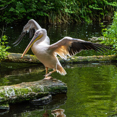 Great White Pelican, Pelecanus onocrotalus in a park