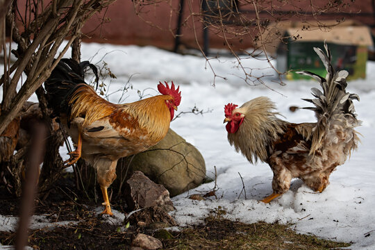 Two roosters prepare to fight