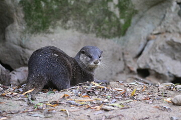 Asian small-clawed otter in the nature habitat. Otter in zoo during the lunch time. Wild scene with...