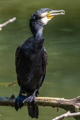 The great cormorant, Phalacrocorax carbo sitting on a branch