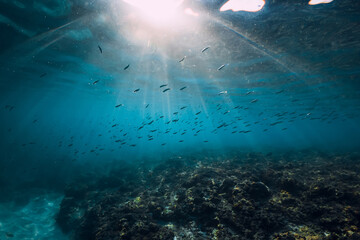 Tropical ocean with school of little fish in underwater.