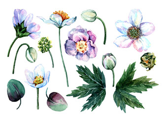 Set of delicate flowers of anemones with green branches, leaves, buds on a white background. Watercolor hand drawn illustration for design of cards, wedding invitations, packaging, print, textiles.
