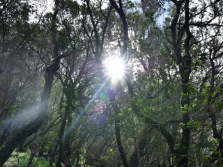 Fototapeta premium Bosque - Rayo de Luz