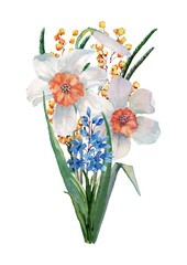 Bouquet of daffodil flowers, sprigs of mimosa and blue hyacinth and green leaves on the stem. Hand drawn watercolor on white background for design of cards, wedding invitations, print, background.