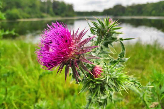 Close-up on a Thistle on the pondside.