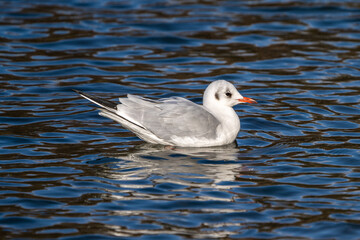 The European Herring Gull, Larus argentatus is a large gull