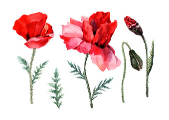 Obraz premium Set of red field poppies with buds and green leaves on a stem in hand drawn watercolor on a white background for design of cards, wedding invitations, print, background, packaging, textiles.