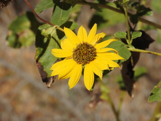 Wild sunflower, Sierra Nevada Mountains, Kern County, California.