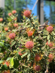 wild strawberry plant